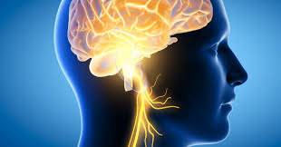 How Stimulating The Vagus Nerve Can Help With Health